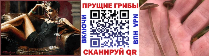 Псилоцибиновые грибы ЛСД  Купить закладки  Тула 